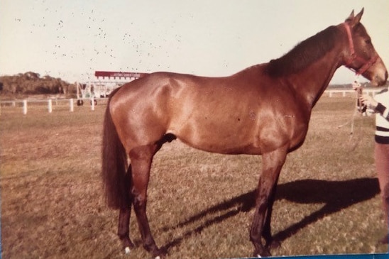 A brown racehorse standing in a field on a sunny day.