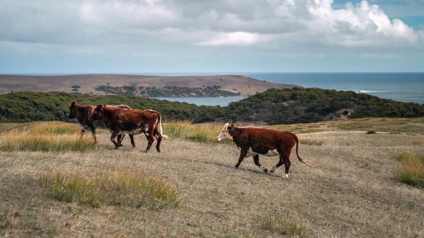 Brown cows with white patches and ear tags run through a paddock on a hill overlooking coastline and fluffy clouds above.