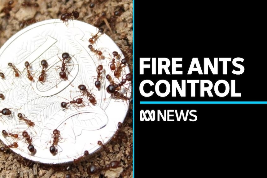 Fire Ants Control: Ants swarm over a ten-cent piece lying on the ground.
