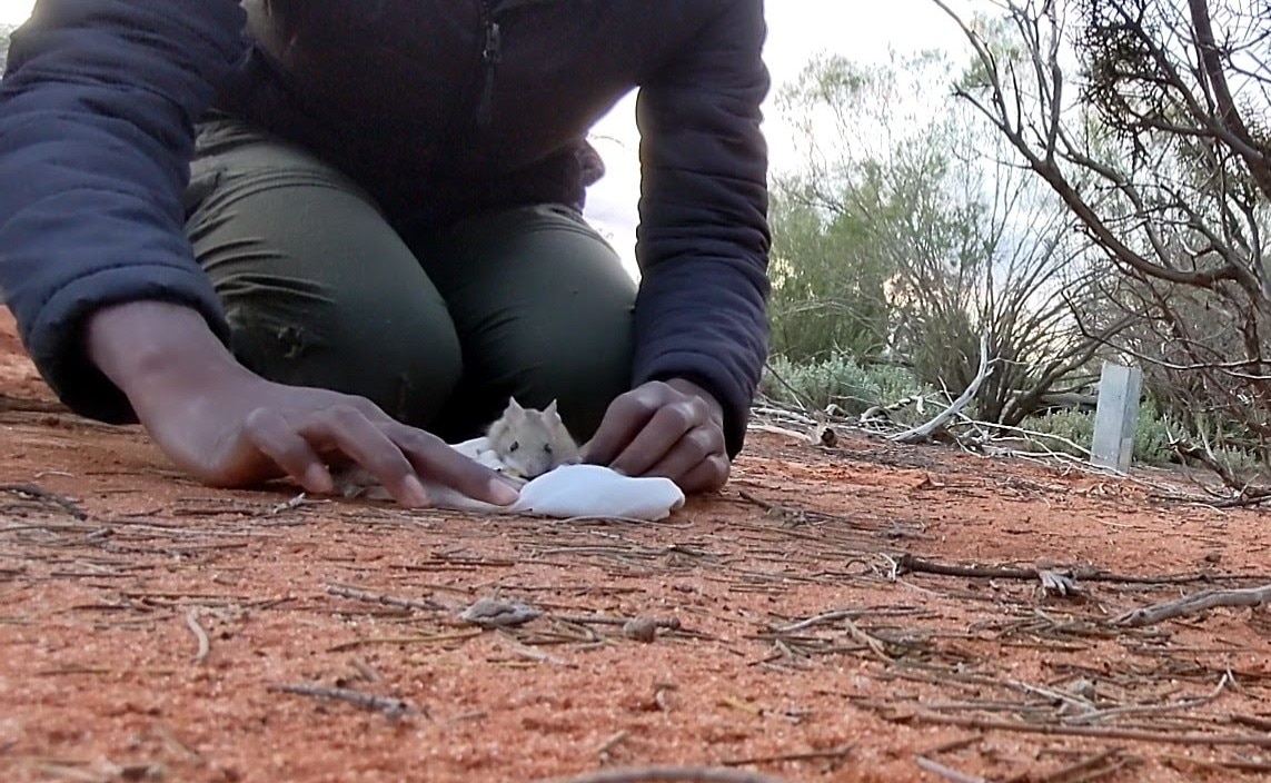 native desert mouse being released into the wild.