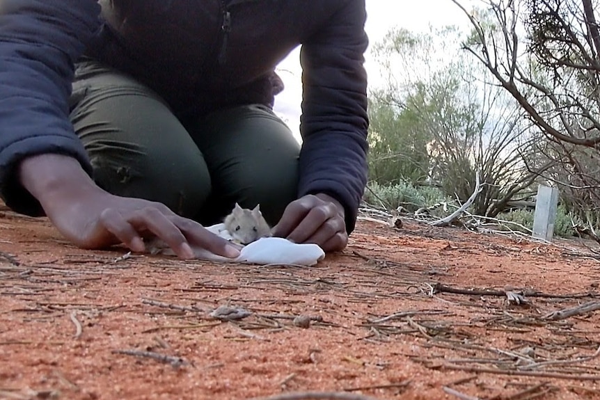 native desert mouse being released into the wild.