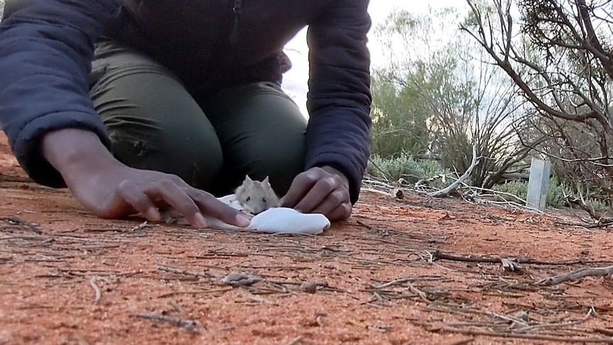 native desert mouse being released into the wild.