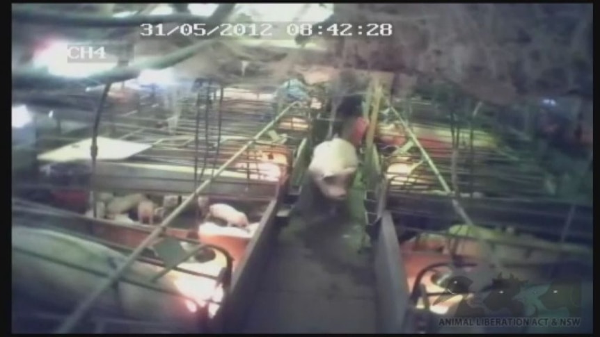 NSW piggery footage reveals cruelty