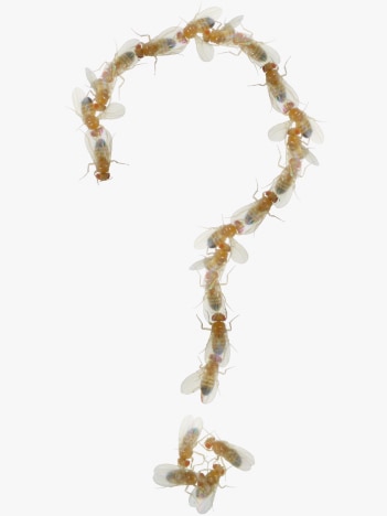 Drosophila melanogaster conga line