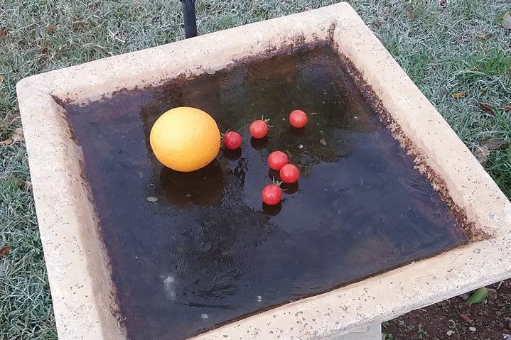 A frozen bird bath in Wondai, Queensland.