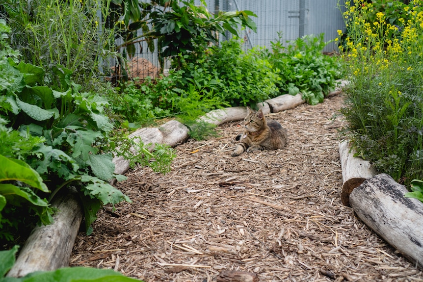 a cat resets in the middle of a curved dirt path, Koren's urban food forest sits on one side