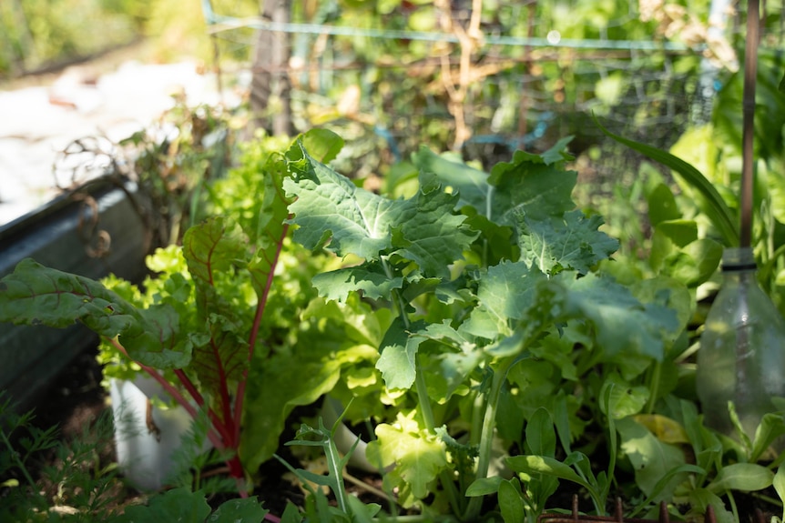 Leafy vegetables growing in a community garden.