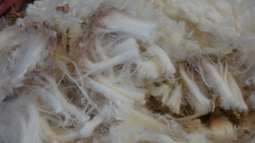 Can wool fix skin allergies ?