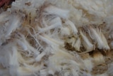 Can wool fix skin allergies ?