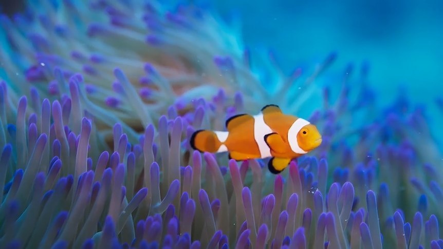 Clown fish swims on coral reef