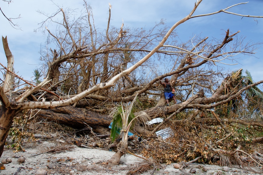 One chainsaw and hundreds of trees downed