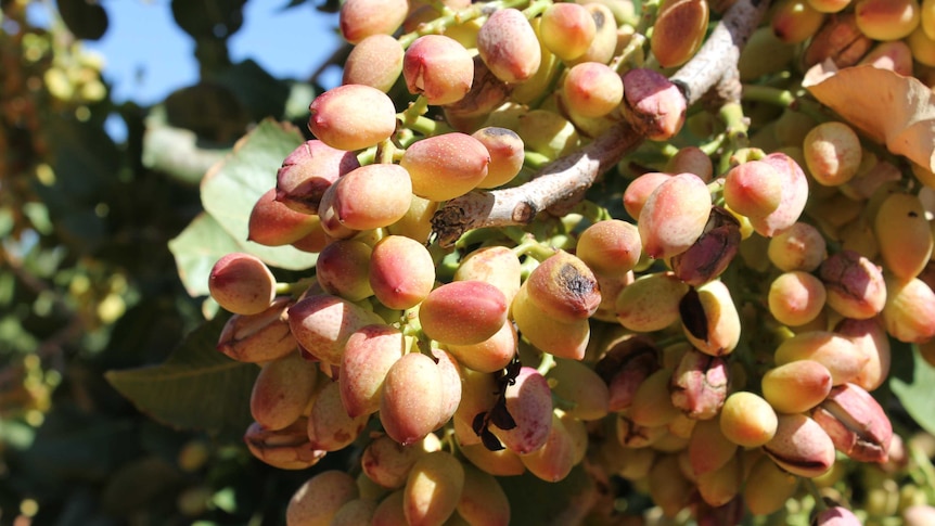 A ripe bunch of pistachios