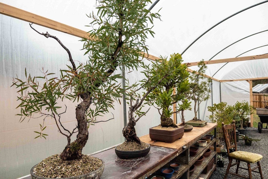 Picture of trees inside a greenhouse