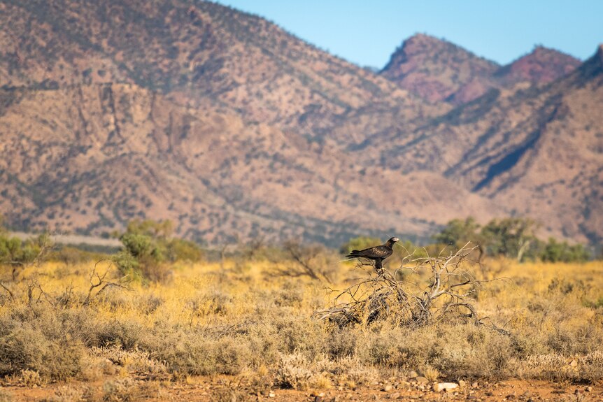 An eagle against the backdrop of South Australia's Flinders Ranges.