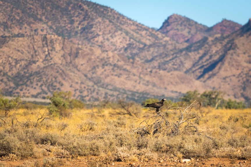 An eagle against the backdrop of South Australia's Flinders Ranges.