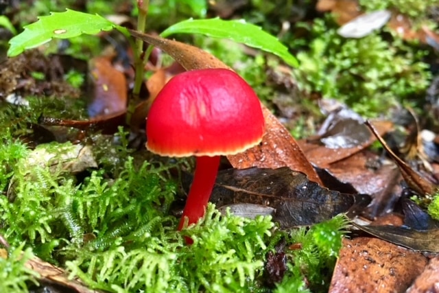 a bright red fungi in moss and leaf litter