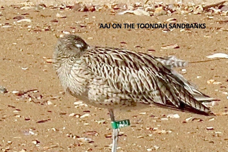 A curlew stands on a sandy beach.