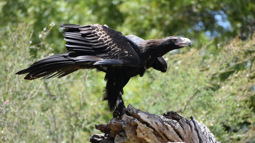 A wedge-tailed eagle spreading its wings.
