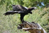 A wedge-tailed eagle spreading its wings.