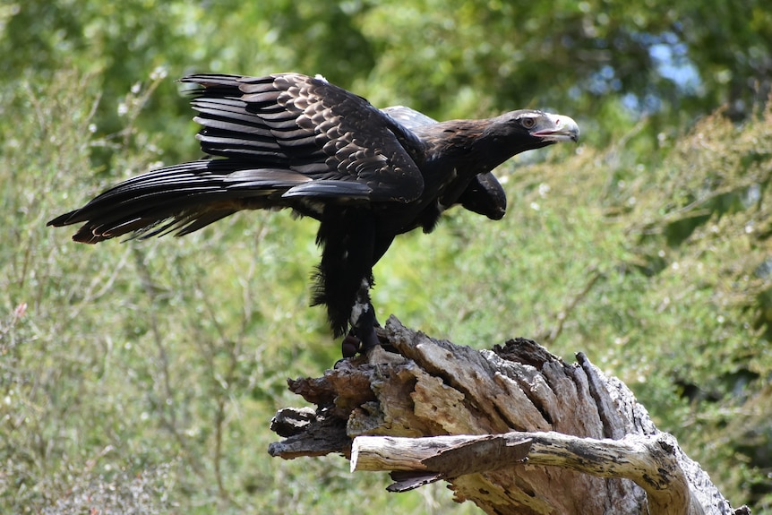 An image of a wedge-tailed eagle spreading its wings. 