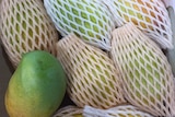 Indian mangoes