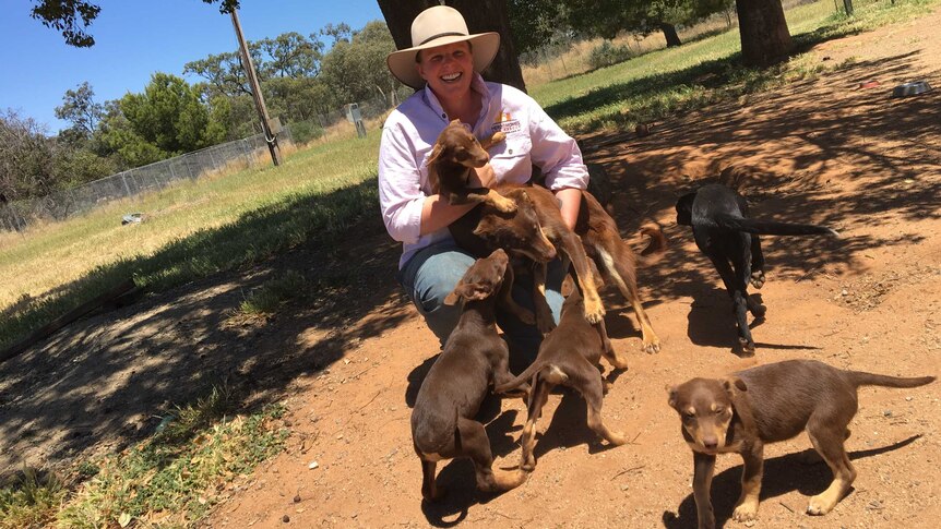 Puppy love: Peri Chappell with some of the 21 dogs and puppies in her care.