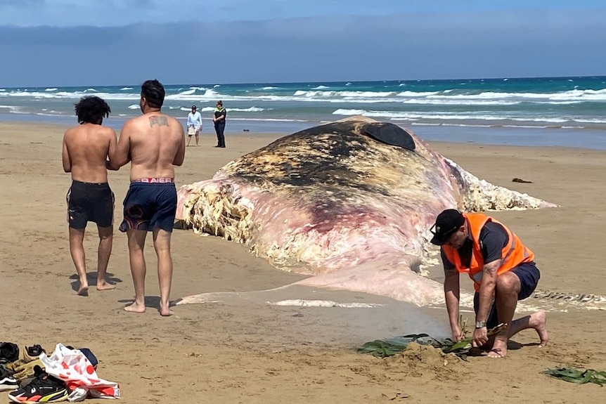Two men in shorts walk beside a large whale carcass on a surf beach. Another man crouches on the sand beside some smoking leaves