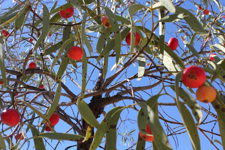 Close up view of Quandong tree with red fruit.