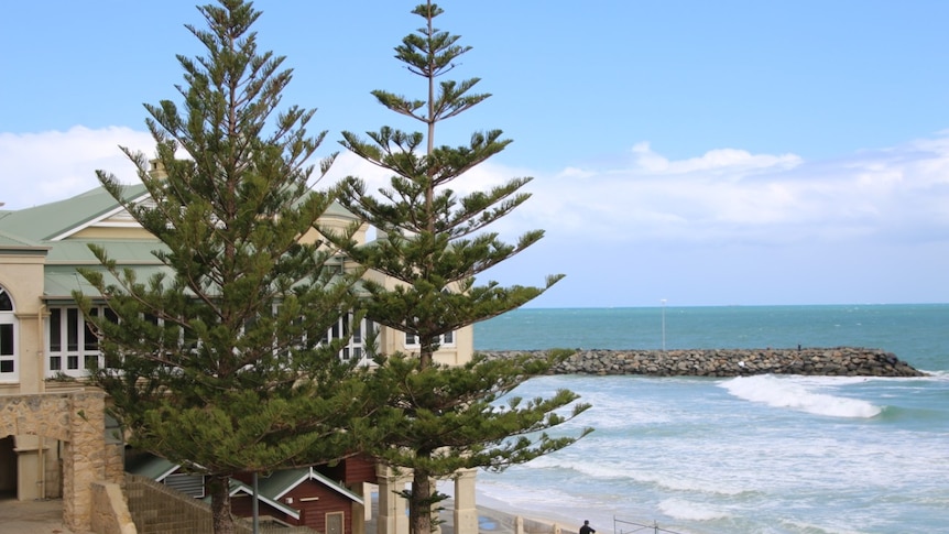 Fungal Disease Threatens Norfolk Island Pine Trees At Perth S Popular Tourist Beaches Abc News