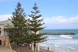 Several healthy looking Norfolk Island pine trees at Cottesloe.