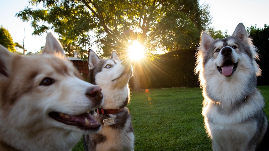Three huskies in the sunset.