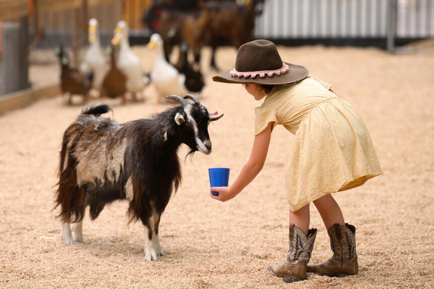 A girl feeds a goat
