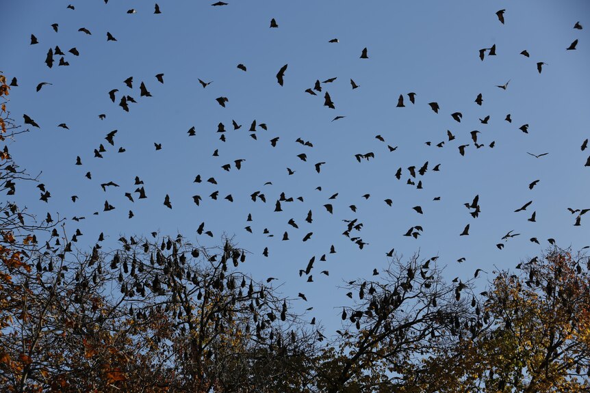 Flying foxes fill the sky and treetops above Rosalind Park in Bendigo