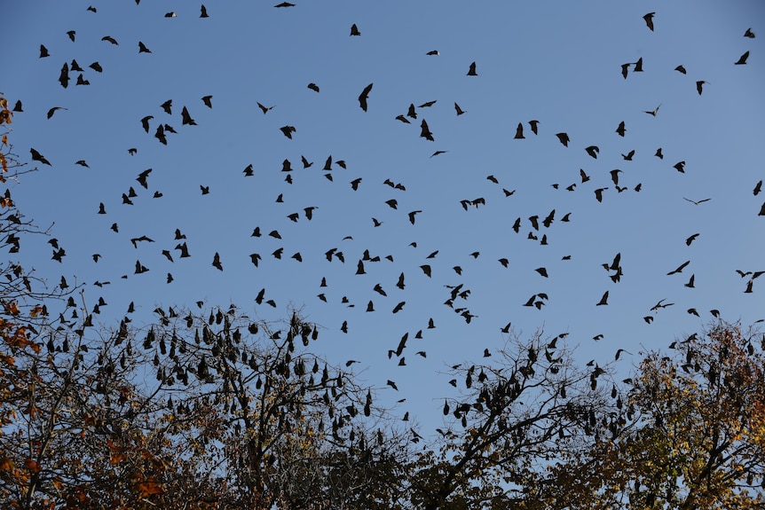 Flying foxes fill the sky and treetops above Rosalind Park in Bendigo