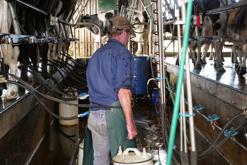 South West farmer David Payne is in his dairy carrying milk across the room.