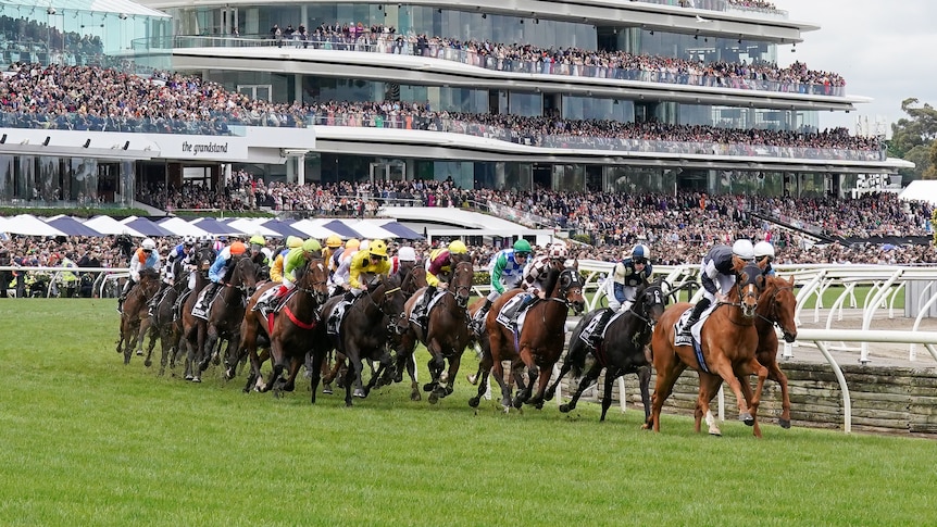 The field of 22 horses runs around the first turn in the Melbourne Cup, with grandstands full of fans in the background.