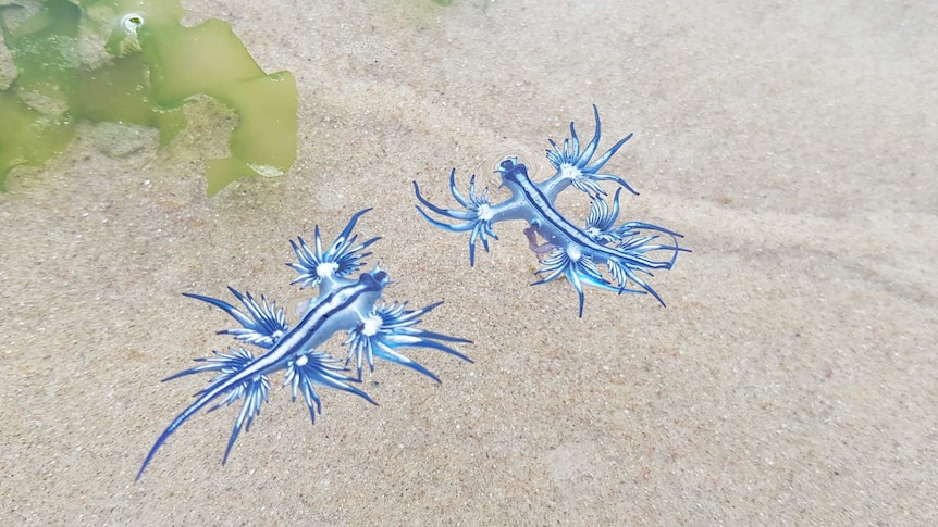 Two blue nudibranchs floating on the surface of the water.