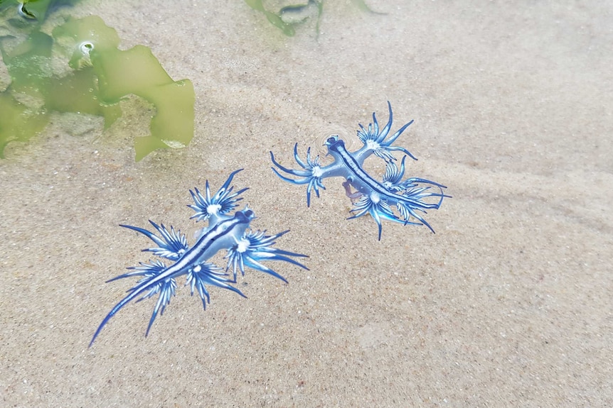 Two blue nudibranchs floating on the surface of the water.