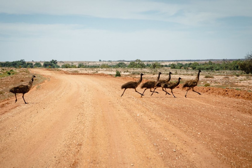 Six emus cross a dirt road in the outback