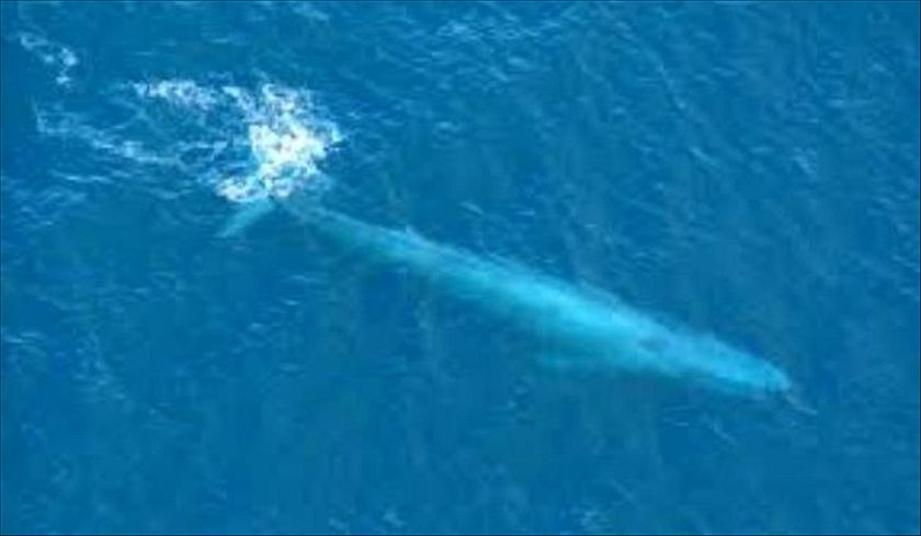 Self Improvement Wednesday. The Pygmy Blue Whale.