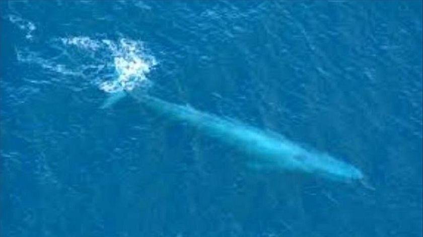 Aerial photo of a large whale swimming underwater, with just its tail flukes breaking the surface