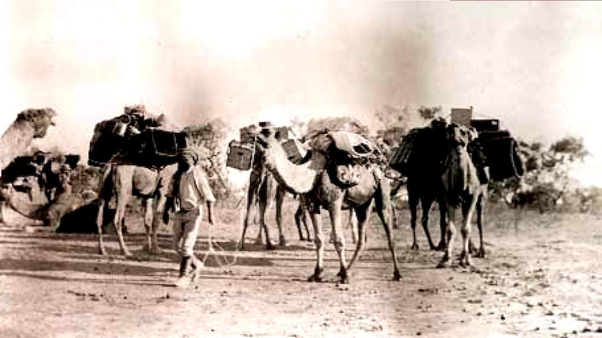 Afghan cameleers