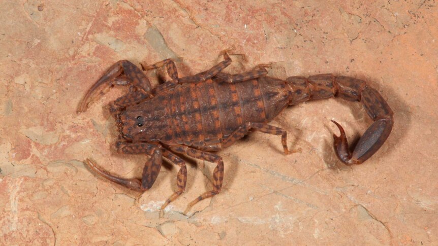 A marbled scorpion.