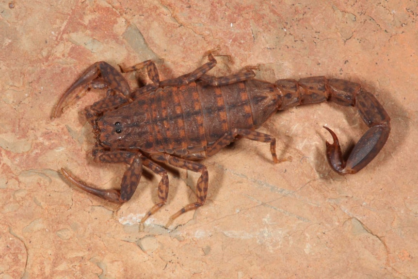 A marbled scorpion.