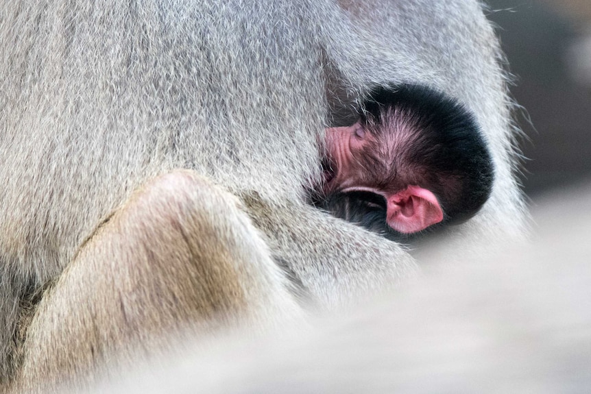 Close up of a newborn baboon
