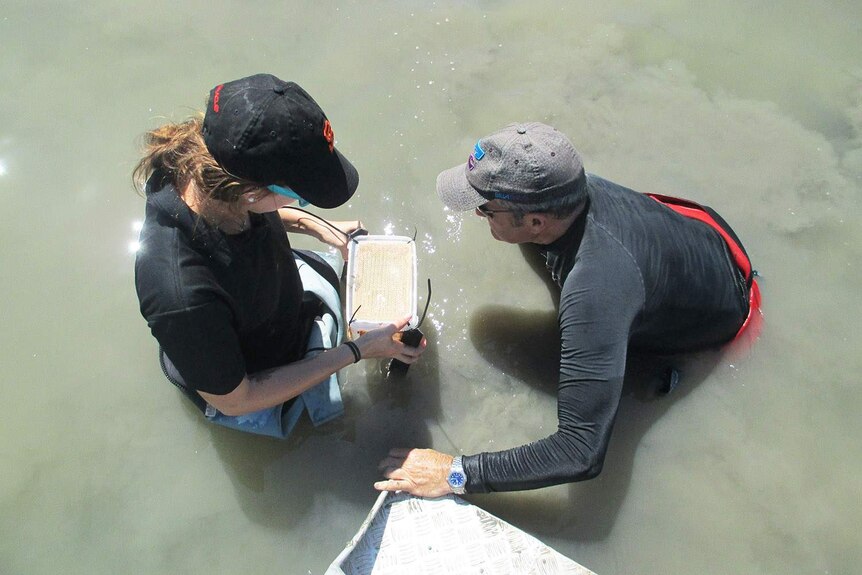 Two scientists crouch in a Townsville creek to release upside down jellyfish