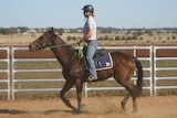 Sarah on Dargo as he became known, at Dubbo the morning of the accident March 24, 2009.