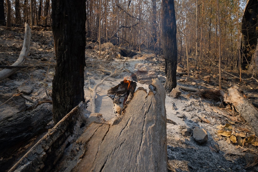 Ash blankets the forest floor after a recent bushfires near Ewingar, in the Tenterfield Shire.