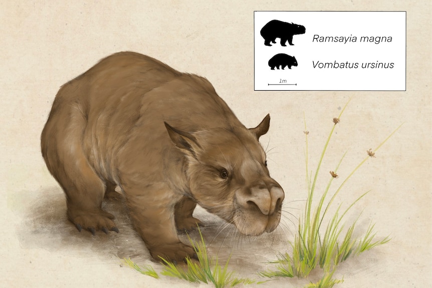 An illustration of a brown giant wombat with a big snout and small ears, scale comparison to common wombat.