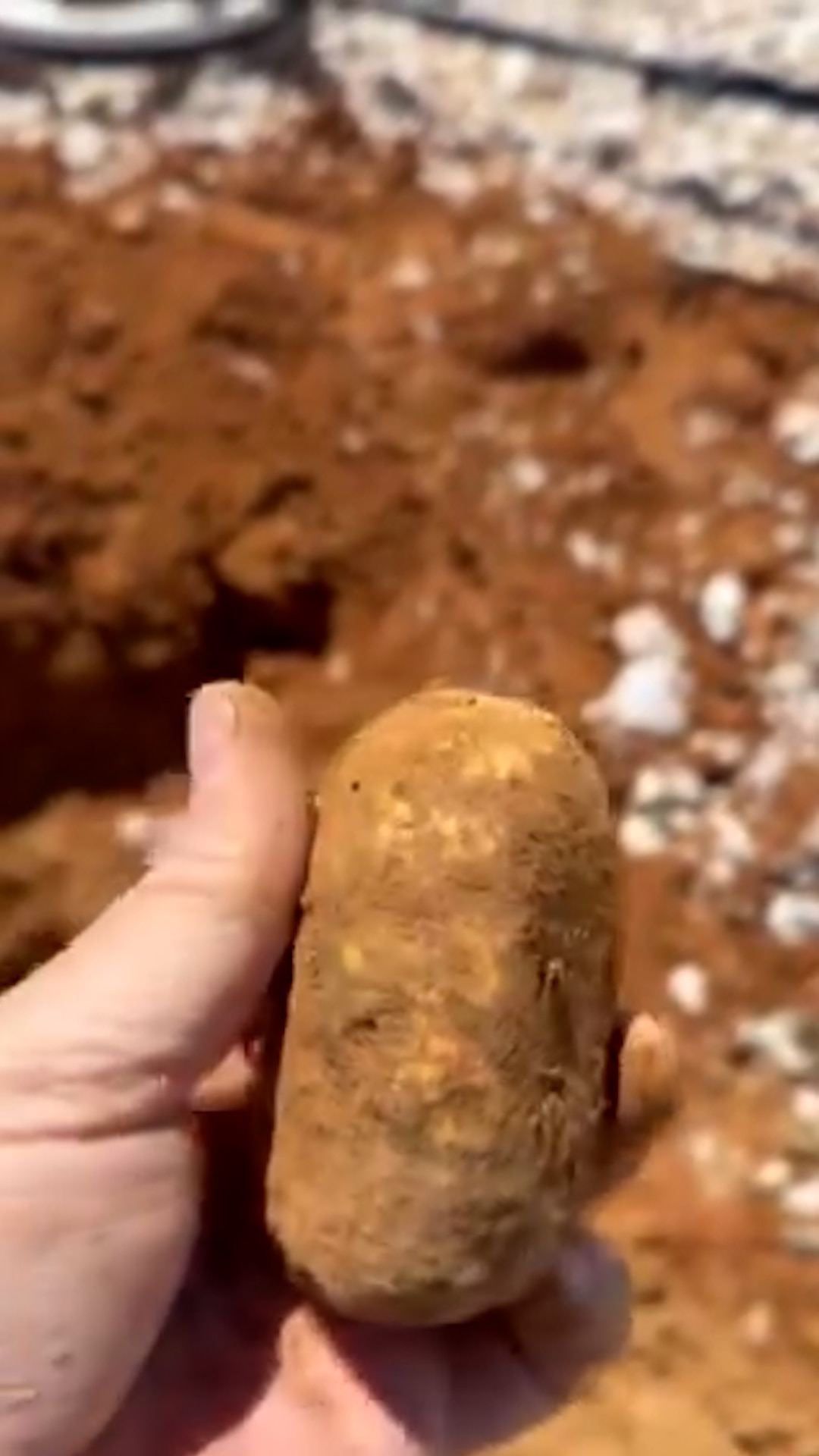 Massive one-kilogram gold nugget unearthed on remote outback station in NSW